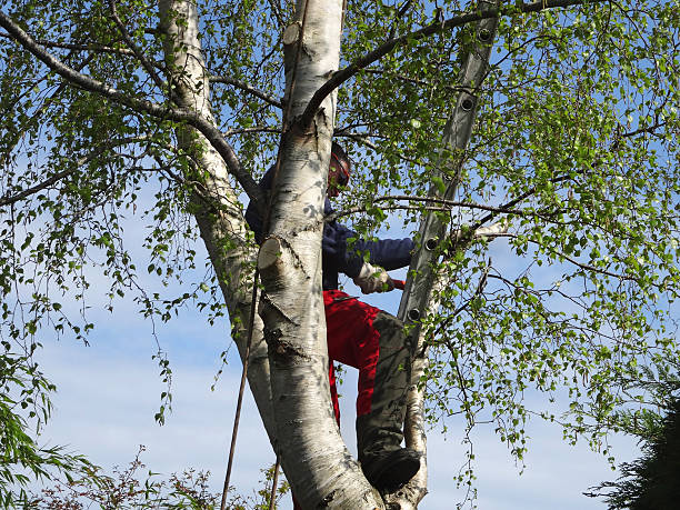 How Our Tree Care Process Works  in  Galena, IL